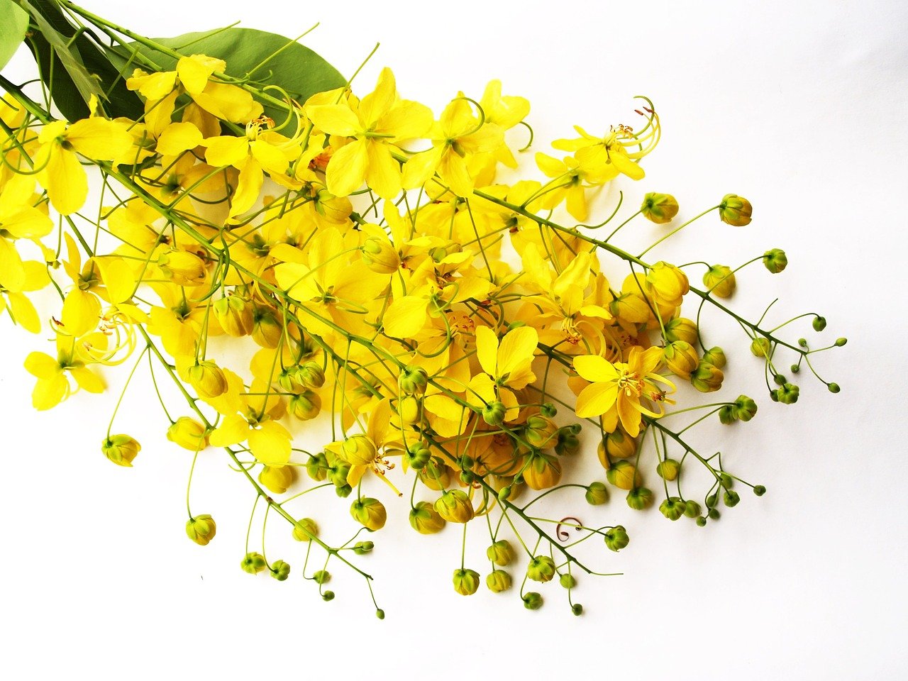 cytise-jaune-blanc